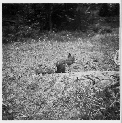 kansio1952_s14a_orava-W1024.jpg