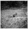 kansio1952_s14a_orava-W1024.jpg